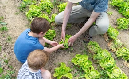 Zwei Kinder und ein Erwachsener ernten gemeinsam Kopfsalat in einem Garten. Die Personen hocken zwischen Reihen von Salatpflanzen auf einem Erdboden.